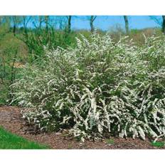 Häck Norskspirea Grefsheim E 20-40Cm 100-Pack Krukodlad