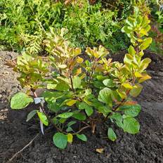 Parykbusk (Cotinus coggygria 'Smokey Joe') 40-60 cm