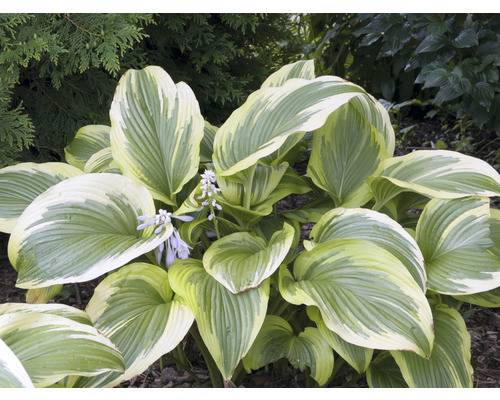 Blomsterfunkia OMNIA GARDEN Hosta fortunei 'Aureomarginata' 3-pack