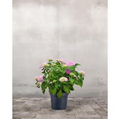 Hortensia, Hydrangea macrophylla 'Endless Summer' - Rosa