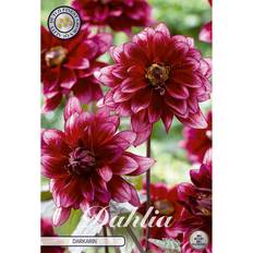 Piondahlia, Darkarin 1 st