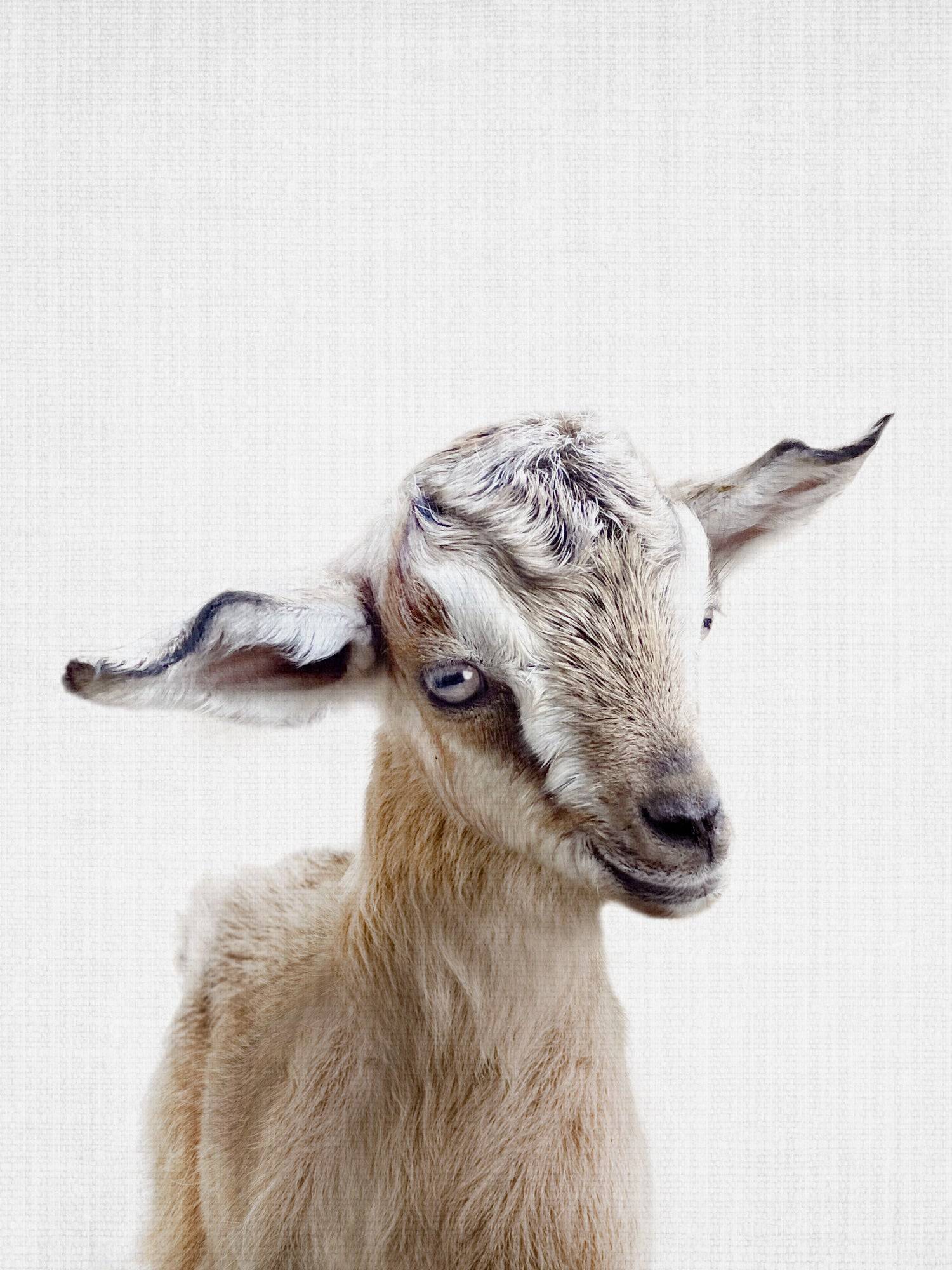 Peekaboo Baby Goat Poster och Canvastavla - Poster / 21x30 cm