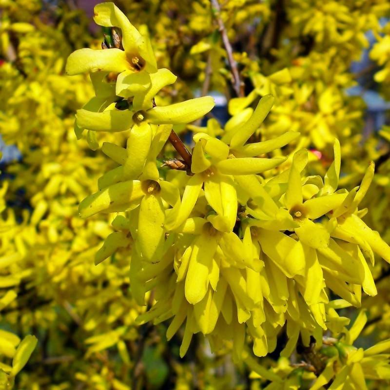 Gulrandet Forsythia Golden Times - Forsythia intermedia Golden Times.