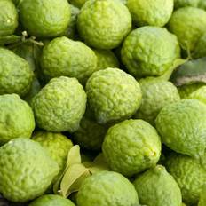 Papeda / Kaffirlime (Storlek: 20-25 P12cm)