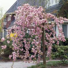 Prunus serrulata Kiku-shidare-zakura, Japansk Hängkörsbär