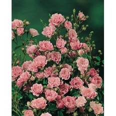 Polyantharos 'The Fairy' 1-p