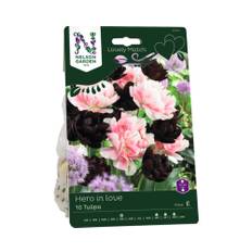 Tulpan NELSON GARDEN Lovely Match Tulipa Hero in love 10st