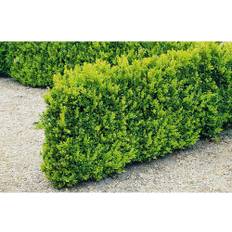 Buxbom Buxus sempervirens 30-40cm 10-pack