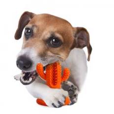 All For Paws Dental Cactus Tandrense Dims Med Sugekop Medium Orange