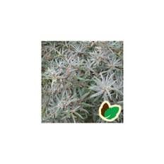 Havtorn Pollmix 30-60 cm. - Hanplante - Hippophae rhamnoides Pollmix