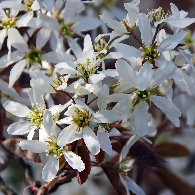 Almindelig Bærmispel 50-80 cm. - Bundt med 10 stk. barrodsplanter - Amelanchier canadensis.