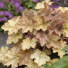 Heuchera hybr. Ginger Ale, Alunrot