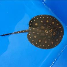 Ferskvandsrokke Potamotrygon Black Diamond Big Spot Ø 10 cm