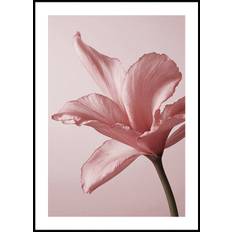 Tender Pink Lily Poster (70x100cm) - Plakater > Botaniska Posters, Natur Posters