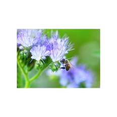 Honningurt. Phacelia tanacetifolia. Frø.