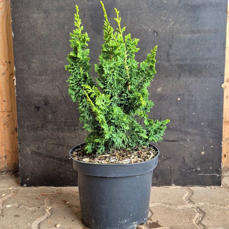 Thuja (Thuja occidentalis 'Malonyana Holub') 25-40 cm