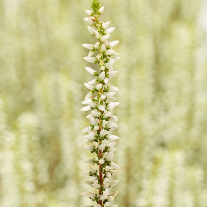 Efterårslyng (Calluna vulgaris 'Coco')