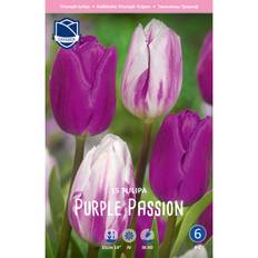 Tulipanløg (Tulipa 'Purple Passion')