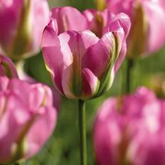 Tulipan 'Groenland' - Viridiflora tulipaner - Lyserøde - 8 løg