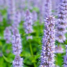 Agastache 'Blue Fortune', 15-pack