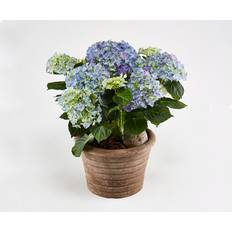 Hortensia i udendørs krukke