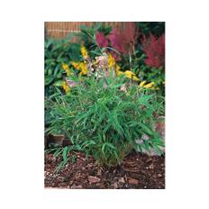 Bergbambu OMNIA GARDEN Fargesia murielae 'Tiny' 1-pack