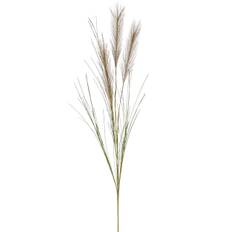 Pampas