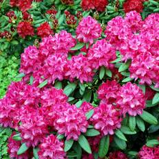 Rhododendron (Rhododendron 'Nova Zembla') 70-80 cm
