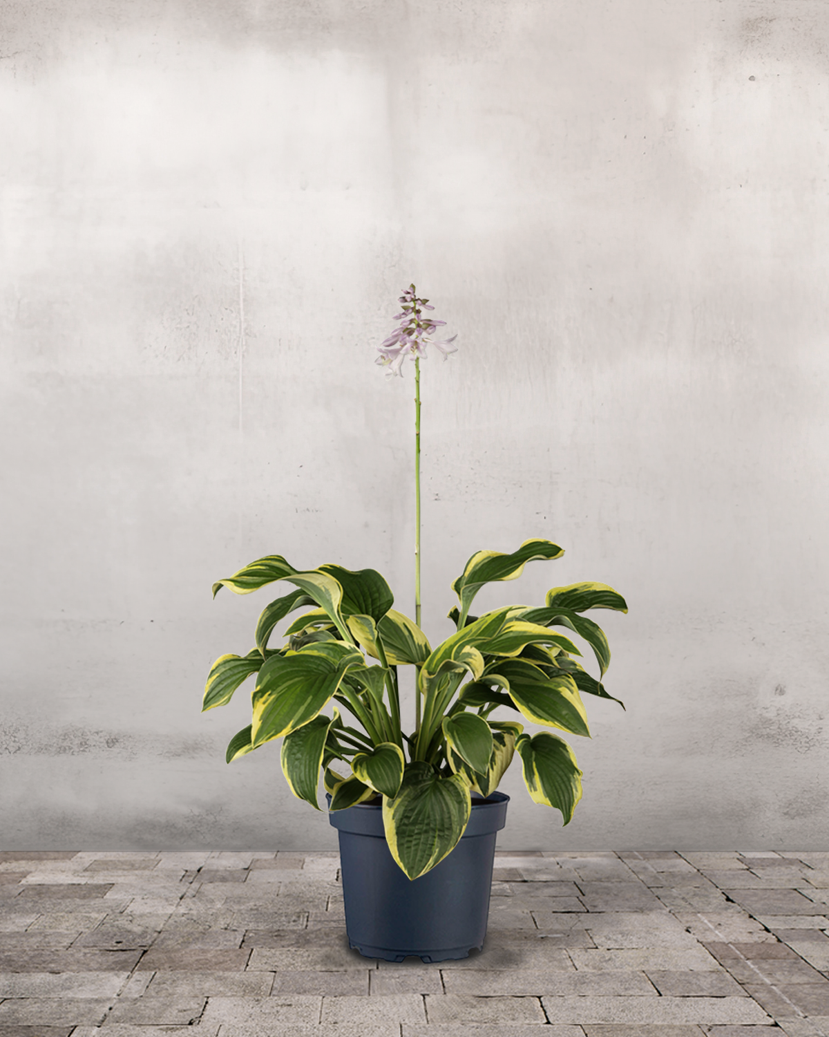 Hosta 'Wide Brim'