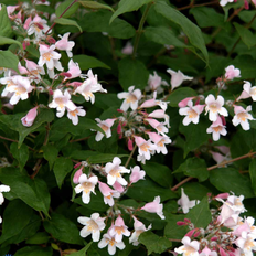 Dronningebusk (Kolkwitzia amabilis 'Syvdal') 5 Liter