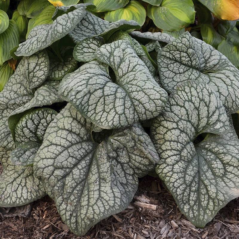 Kærmindesøster (Brunnera macr. 'Jack of diamonds') Potte 2L