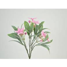 Jasmine Blossom Bush, 25 cm pink
