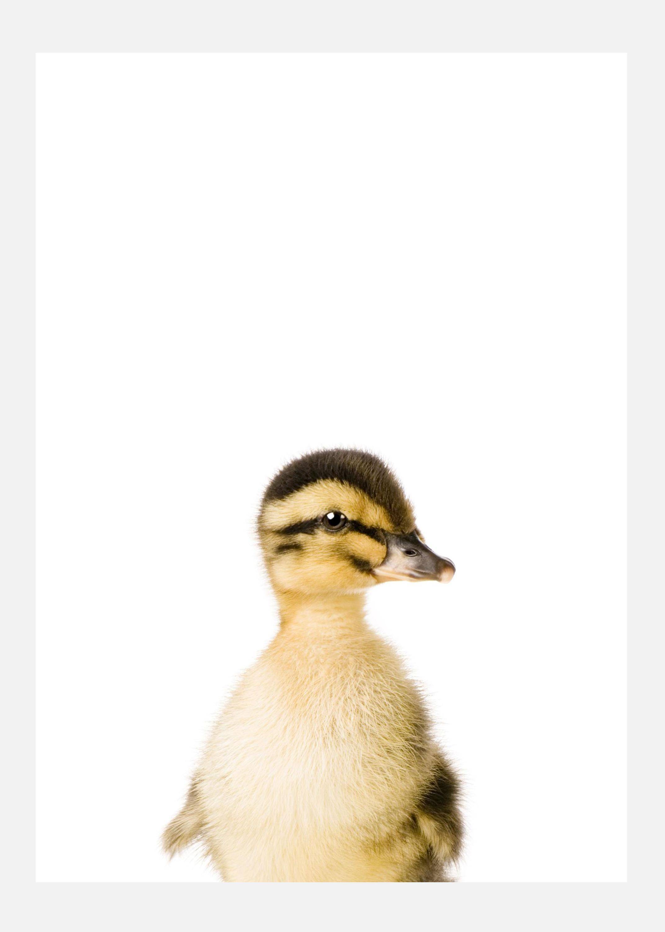 Baby Duck Canvastavla (30x40 cm)