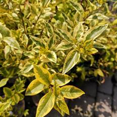 Gulbroget Liguster 30-60 cm. - Ligustrum ovalifolium Aureum