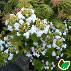 Japansk Snebolle Mariesii 30-60 cm. - Viburnum plicatum Mariesii