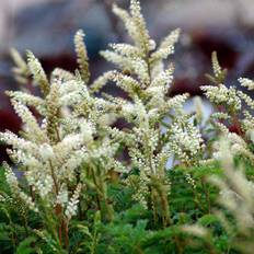 Koreansk Fjerbusk (Aruncus aethusifolius)