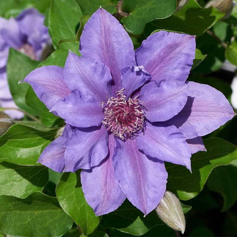 Bunddækkende Klematis (Clematis 'Sibyl') Potte 10 cm