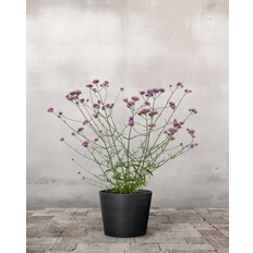 Kæmpe Verbena, Jernurt - 70-90 cm - Ingen krukke / Sort / Nej