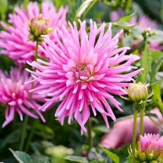 Dahlia 'Park Princess' - 1 knold - Lyserøde dahlia, Dahlia knolde, Georginer, Sommerblomster, Blomster til haven