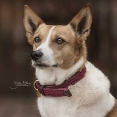 Hundhalsband Kentucky Horsewear Plaited Nylon | Bordeaux