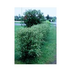 Häggmispel OMNIA GARDEN Amelanchier spicata 50-80cm 200-pack