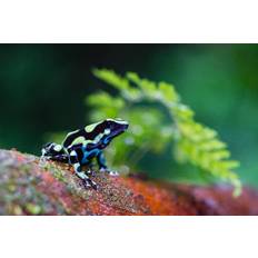 Fotografi Green and black poison dart Frog,, pchoui, 40 × 26.7 cm