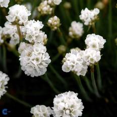 Engelsk græs, Armeria mar. 'White', 1 liter potte