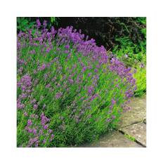 Lavendel OMNIA GARDEN Lavandula angustifolia 'Munstead' 6-pack