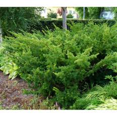 Hybrididegran (Storlek: 40-50 C3,5)