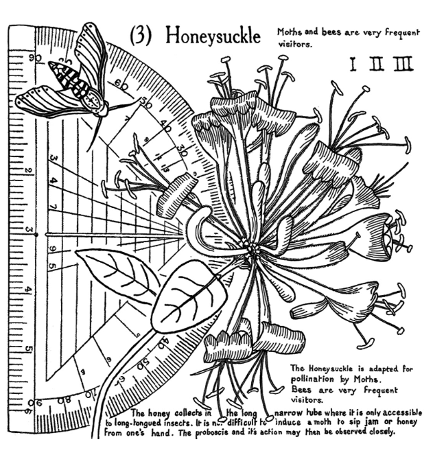 Crafty Individuals - Unmounted Rubber Stamps - Honeysuckle