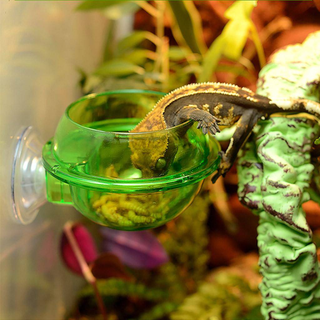 Sugpropp Reptilmatare Skål Anti-Rymning Reptilmatsskål Dricksskål för Sköldpadda Gecko Ormar Kameleont Leguan beige
