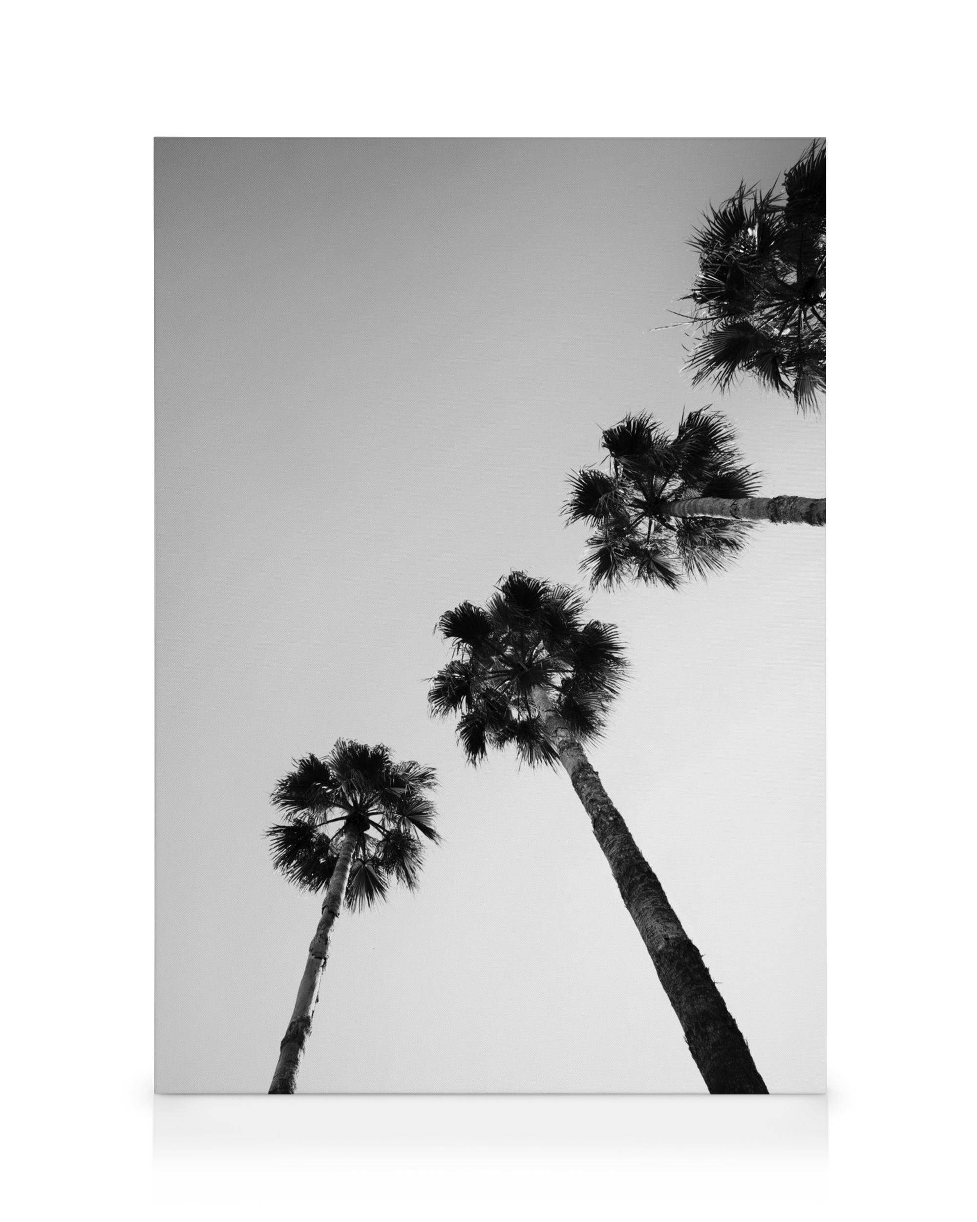Canvastavlor Palm Tree Line Up Canvastavla (30x40 cm - Mörk ekram)