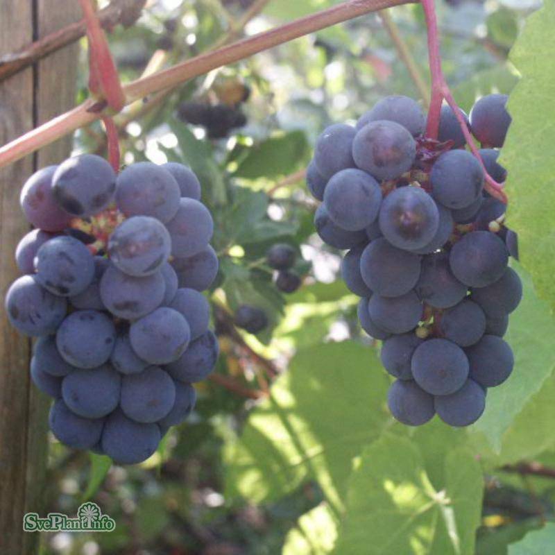 Vindruva 'Glorie Boskoop' 3-pack i kruka