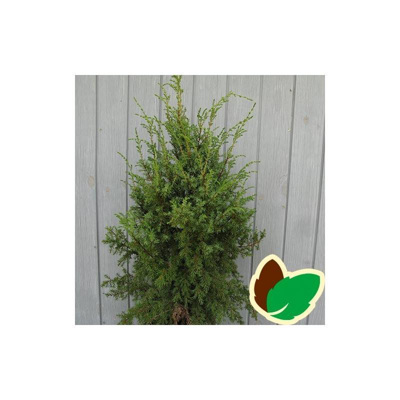 Søjleene Hibernica 80-100 cm. m. Klump - Juniperus communis Hibernica